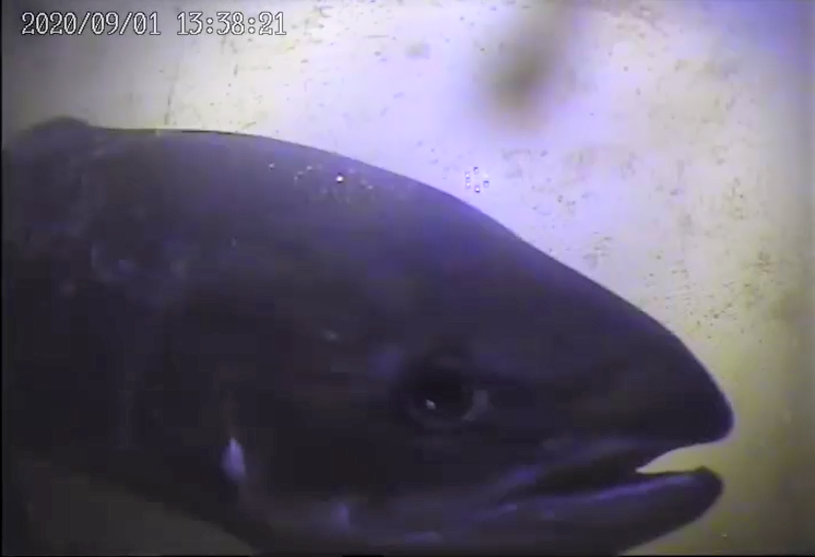 Närbild på huvudet av en laxfisk som simmar förbi kameran.